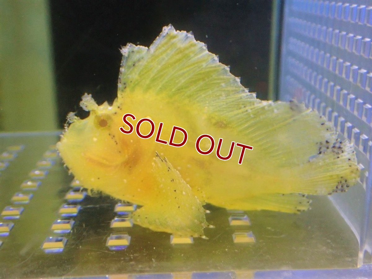 画像1: 【海水魚・オコゼ】ハダカハオコゼ（Yellow）【1匹】（±6-7cm）（サンプル画像）（生体）(海水魚) (1)