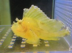 画像1: 【海水魚・オコゼ】【通販】ハダカハオコゼ（Yellow）【1匹】（±6-7cm）（サンプル画像）（生体）(海水魚) (1)