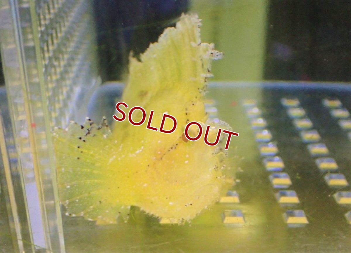 画像2: 【海水魚・オコゼ】ハダカハオコゼ（Yellow）【1匹】（±6-7cm）（サンプル画像）（生体）(海水魚) (2)