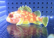 画像1: 【海水魚・カサゴ】【通販】カスリフサカサゴ【セブ島産】【1匹】（±5-6cm）（サンプル画像）（生体）(海水魚) (1)