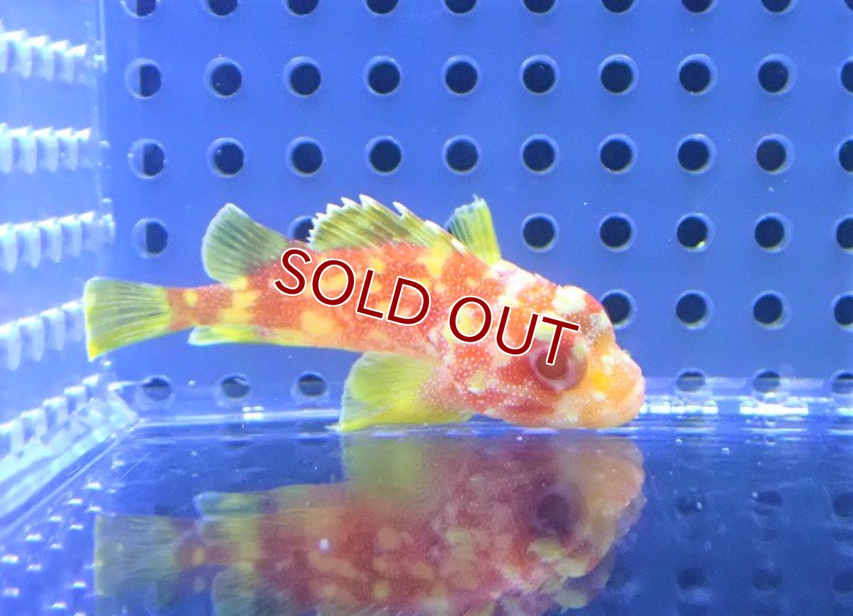 画像2: 【海水魚・カサゴ】カスリフサカサゴ【セブ島産】【1匹】（±5-6cm）（サンプル画像）（生体）(海水魚) (2)