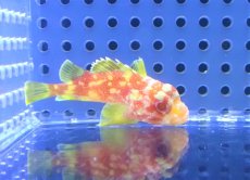 画像2: 【海水魚・カサゴ】【通販】カスリフサカサゴ【セブ島産】【1匹】（±5-6cm）（サンプル画像）（生体）(海水魚) (2)