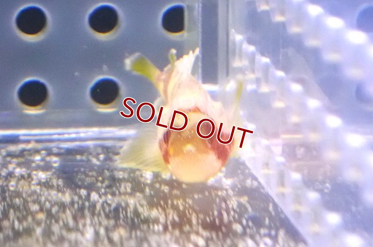 画像2: 【海水魚・カサゴ】可愛い♪コクチフサカサゴ（Baby）【1匹】（±2.5cm）（サンプル画像）（生体）(海水魚) (2)