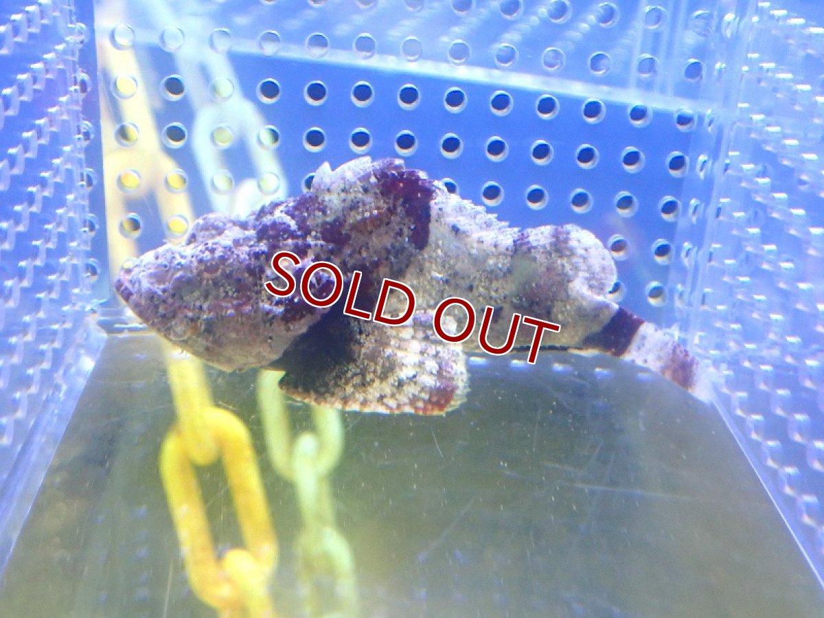 画像1: 【海水魚・カサゴ】【通販】 サツマカサゴ【1匹】（±5-8cm） (サンプル画像）（生体）(海水魚) (1)