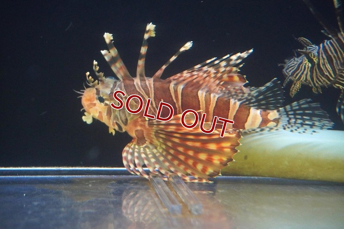 画像2: 【海水魚・カサゴ】【通販】キリンミノカサゴ（Lサイズ）【1匹】（±10-13cm）（サンプル画像）（生体）(海水魚) (2)