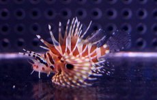 画像1: 【海水魚】【通販】キリンミノカサゴ(Tinyサイズ)(1匹)3-4cm前後(サンプル画像）（生体）(海水魚)（サンゴ） (1)