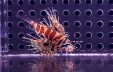 画像2: 【海水魚】【通販】キリンミノカサゴ(Tinyサイズ)(1匹)3-4cm前後(サンプル画像）（生体）(海水魚)（サンゴ） (2)