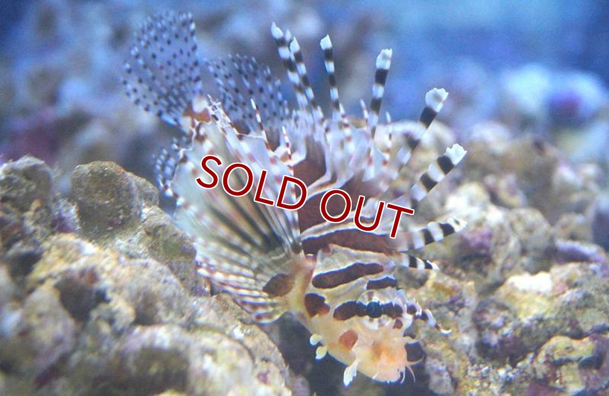 画像2: 【海水魚】キリンミノカサゴ　Mサイズ　(1匹)8-10cm前後(サンプル画像）（生体）(海水魚)（サンゴ） (2)