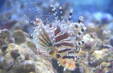 画像2: 【海水魚】【通販】キリンミノカサゴ　Mサイズ　(1匹)8-10cm前後(サンプル画像）（生体）(海水魚)（サンゴ） (2)