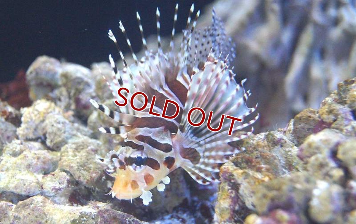 画像3: 【海水魚】キリンミノカサゴ　Mサイズ　(1匹)8-10cm前後(サンプル画像）（生体）(海水魚)（サンゴ） (3)