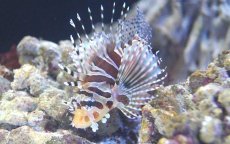 画像3: 【海水魚】【通販】キリンミノカサゴ　Mサイズ　(1匹)8-10cm前後(サンプル画像）（生体）(海水魚)（サンゴ） (3)