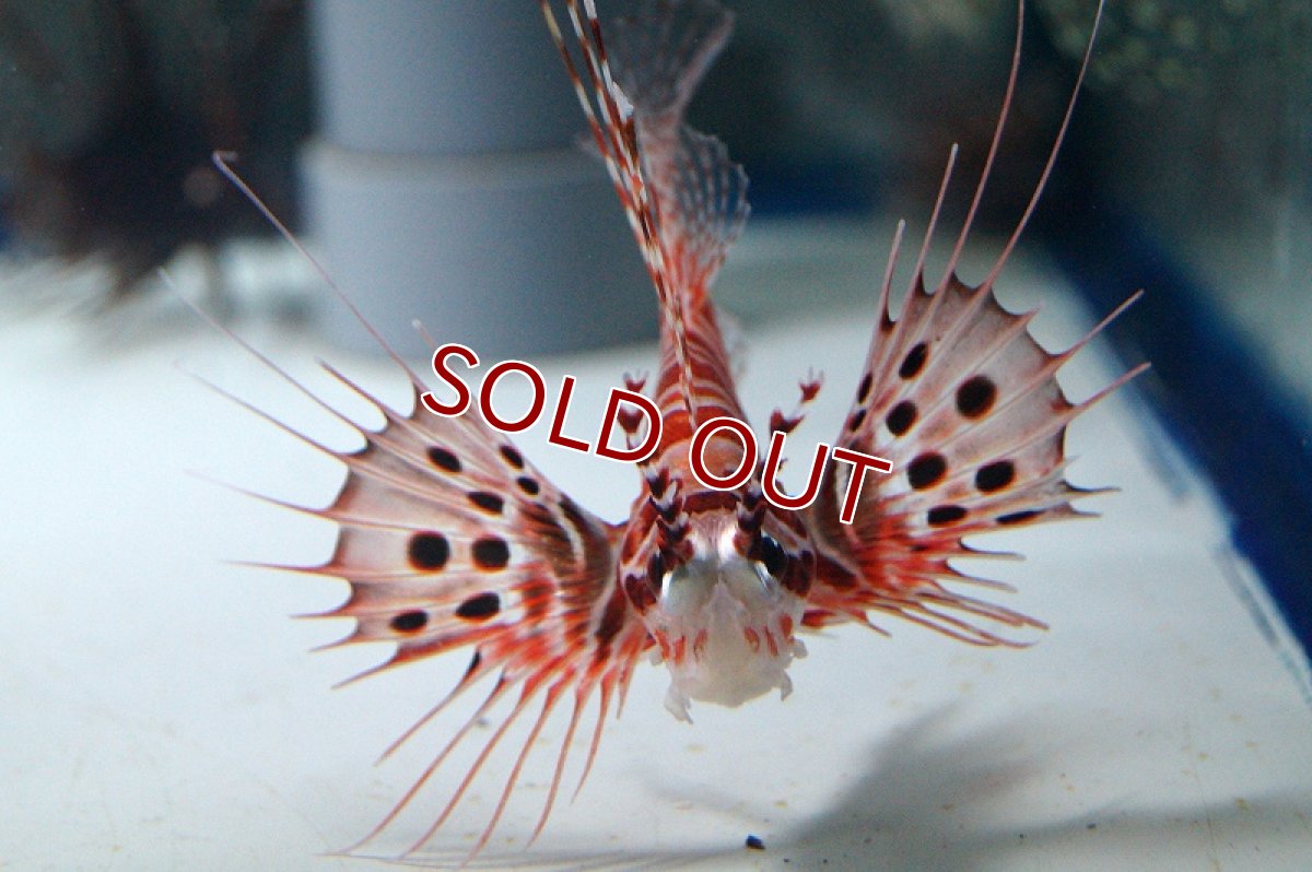 画像2: 【海水魚】ネッタイミノカサゴ （Mサイズ）(1匹)7-10cm前後(サンプル画像）（生体）(海水魚)（サンゴ） (2)