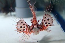 画像2: 【海水魚】【通販】ネッタイミノカサゴ （Mサイズ）(1匹)7-10cm前後(サンプル画像）（生体）(海水魚)（サンゴ） (2)