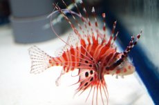 画像3: 【海水魚】【通販】ネッタイミノカサゴ （Mサイズ）(1匹)7-10cm前後(サンプル画像）（生体）(海水魚)（サンゴ） (3)