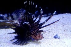 画像1: 【海水魚】【通販】ハナミノカサゴ（L-XLサイズ)　(1匹)15-18cm前後(サンプル画像）（生体）(海水魚)（サンゴ） (1)