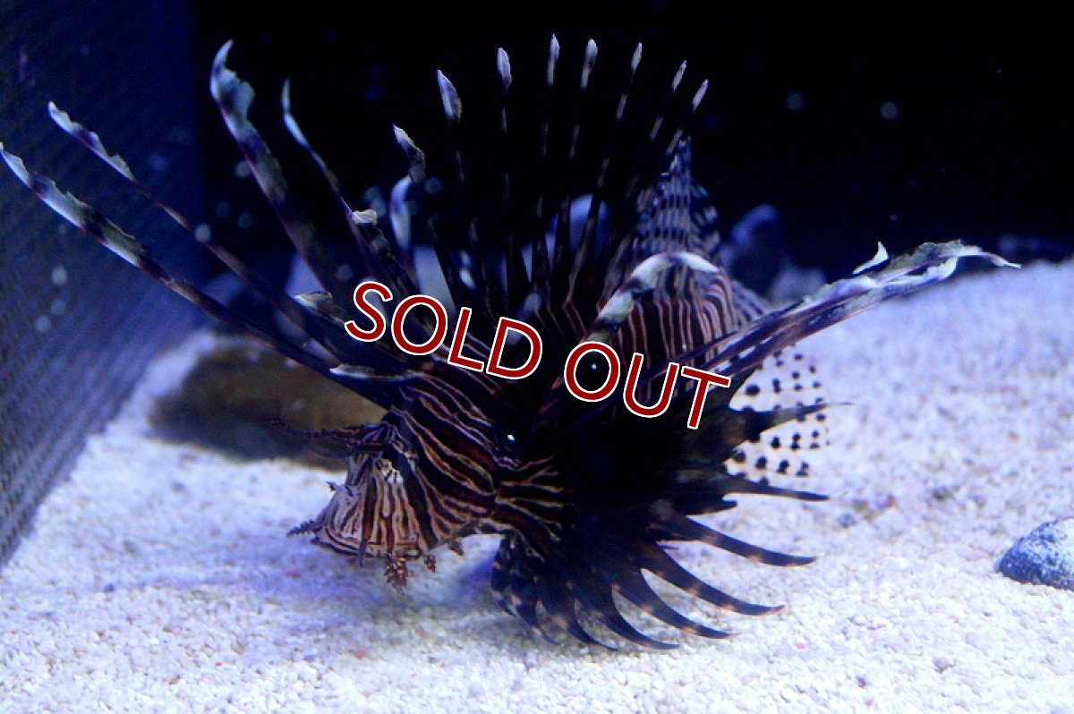 画像2: 【海水魚】ハナミノカサゴ（L-XLサイズ)　(1匹)15-18cm前後(サンプル画像）（生体）(海水魚)（サンゴ） (2)