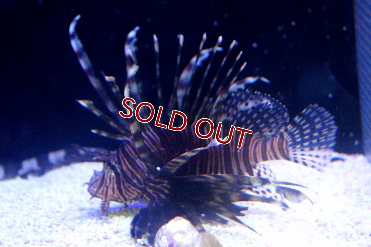 画像3: 【海水魚】ハナミノカサゴ（L-XLサイズ)　(1匹)15-18cm前後(サンプル画像）（生体）(海水魚)（サンゴ） (3)