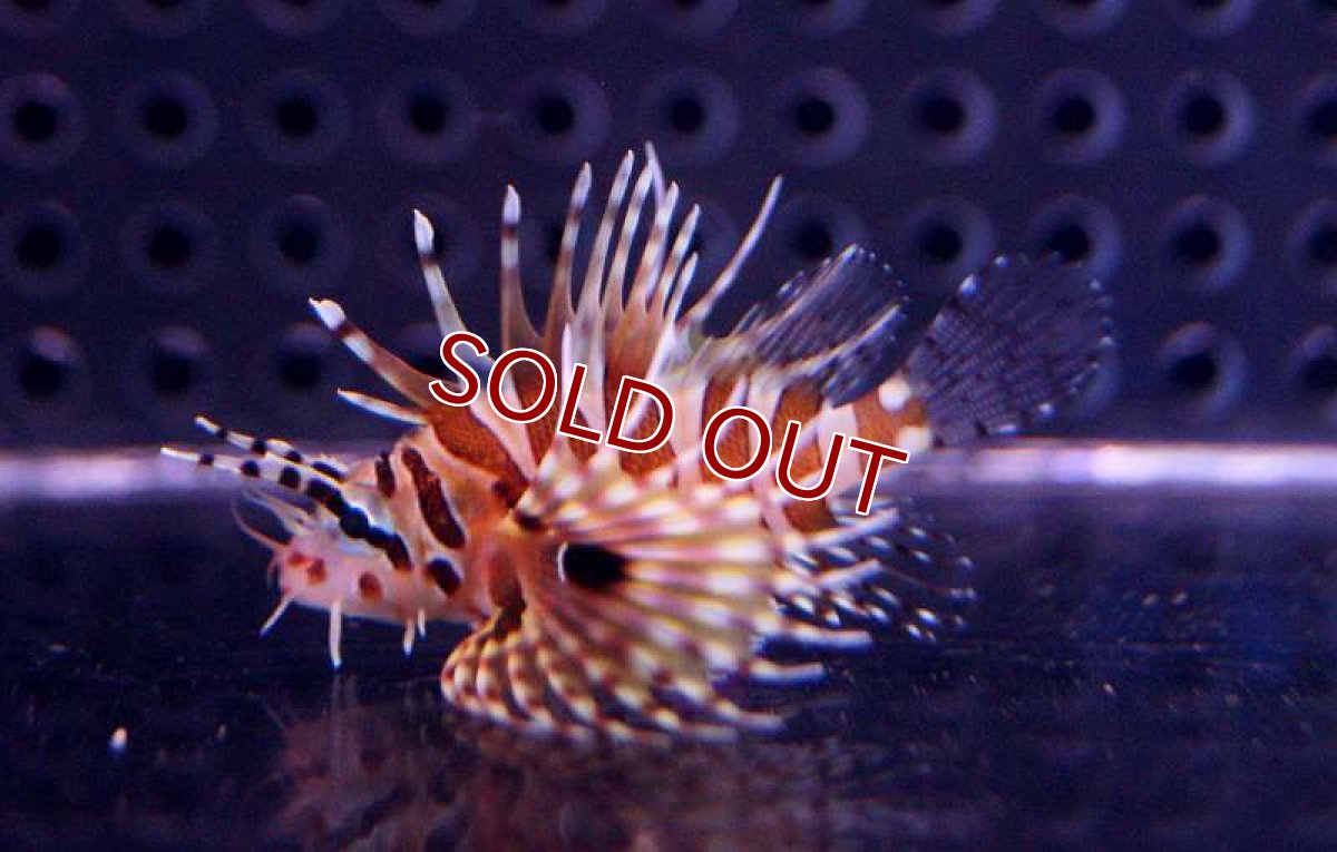 画像1: 【海水魚】キリンミノカサゴ（Sサイズ） (1匹)±5-6cm(サンプル画像）（生体）(海水魚)（サンゴ） (1)