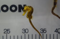 画像1: 【海水魚・タツノオトシゴ】【通販】ブリード カリビアンシーホース（Yellow)(1匹)±5-6cm(サンプル画像）（生体）(海水魚)（サンゴ） (1)