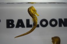 画像2: 【海水魚・タツノオトシゴ】【通販】ブリード カリビアンシーホース（Yellow)(1匹)±5-6cm(サンプル画像）（生体）(海水魚)（サンゴ） (2)