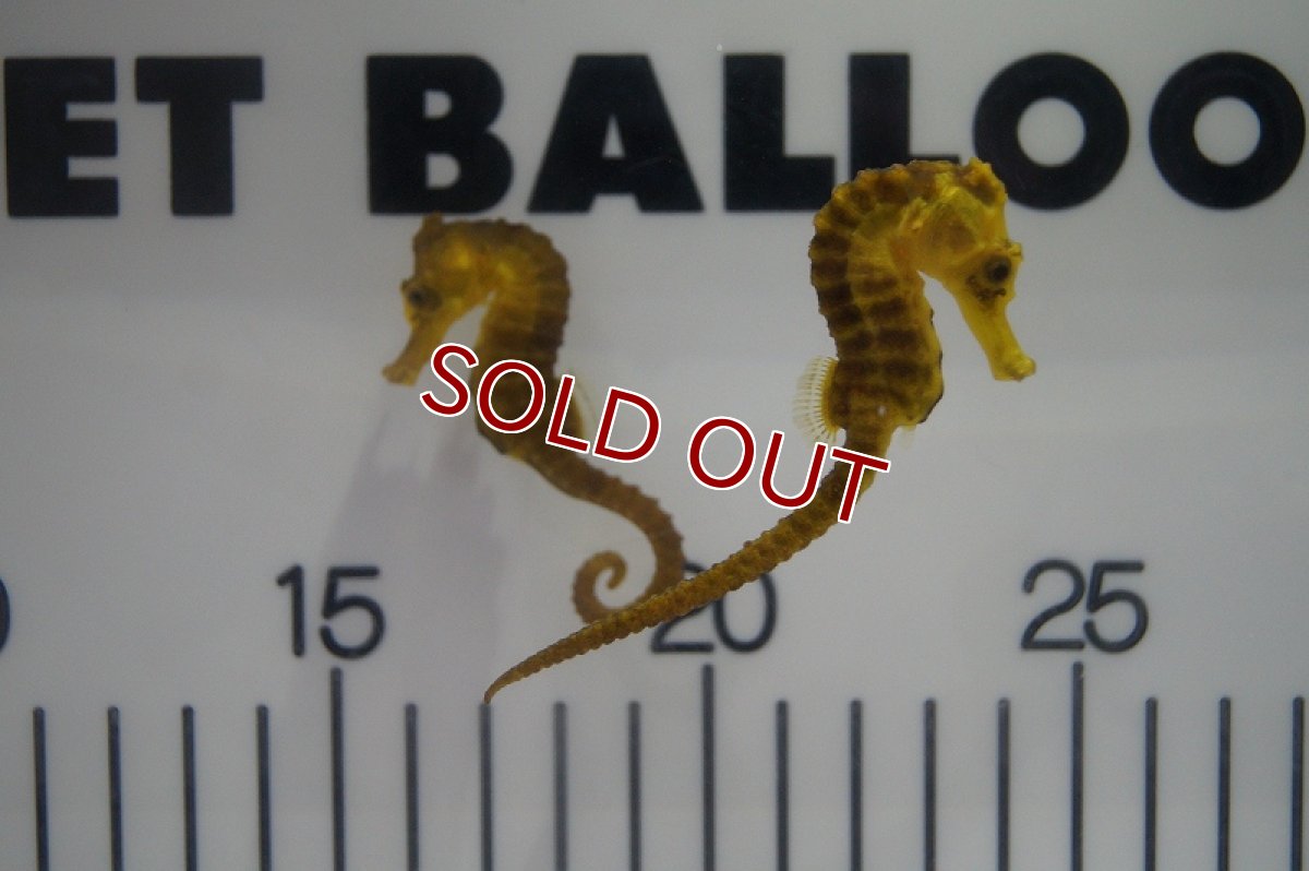 画像3: 【海水魚・タツノオトシゴ】ブリード カリビアンシーホース（Yellow)(1匹)±5-6cm(サンプル画像）（生体）(海水魚)（サンゴ） (3)