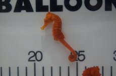 画像1: 【海水魚・タツノオトシゴ】【通販】ブリード カリビアンシーホース（Oraｎge)(1匹)±5-6cm(サンプル画像）（生体）(海水魚)（サンゴ） (1)