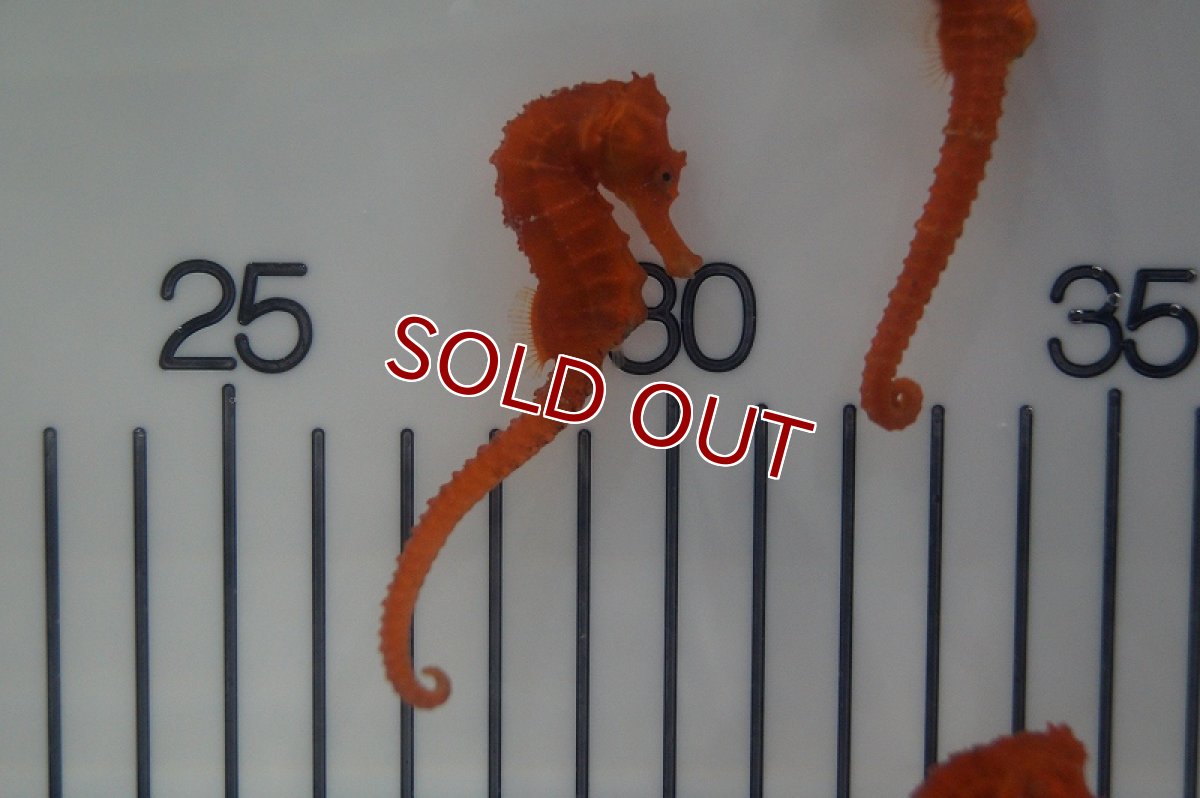 画像2: 【海水魚・タツノオトシゴ】ブリード カリビアンシーホース（Oraｎge)(1匹)±5-6cm(サンプル画像）（生体）(海水魚)（サンゴ） (2)