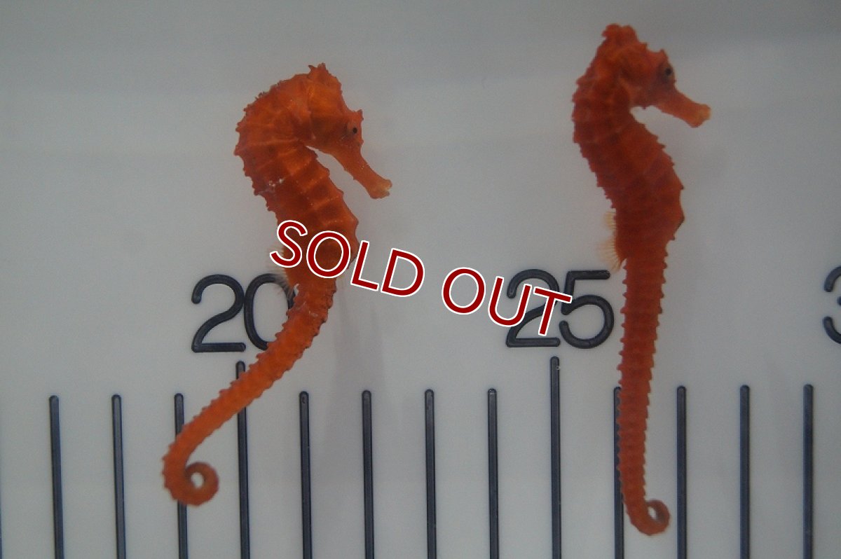 画像3: 【海水魚・タツノオトシゴ】ブリード カリビアンシーホース（Oraｎge)(1匹)±5-6cm(サンプル画像）（生体）(海水魚)（サンゴ） (3)