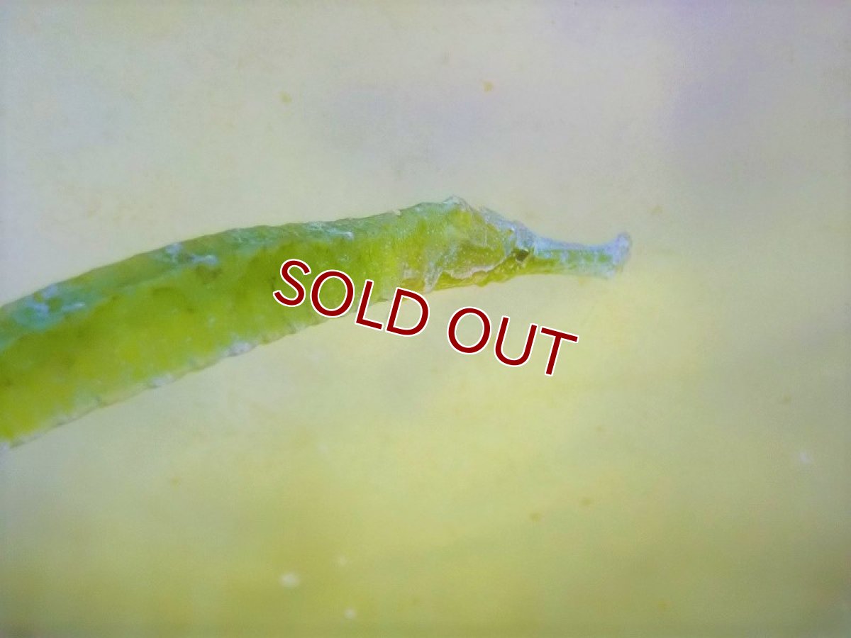 画像2: 【海水魚・ヨウジウオ】アリゲーターパイプフィッシュ（1匹）（±15-18cm）（サンプル画像）（生体）(海水魚) (2)