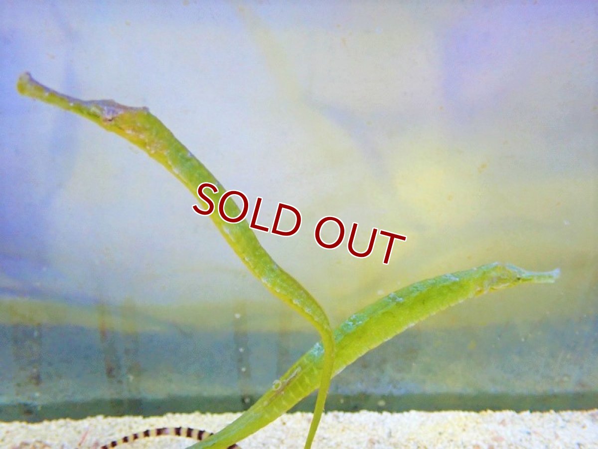 画像3: 【海水魚・ヨウジウオ】アリゲーターパイプフィッシュ（1匹）（±15-18cm）（サンプル画像）（生体）(海水魚) (3)