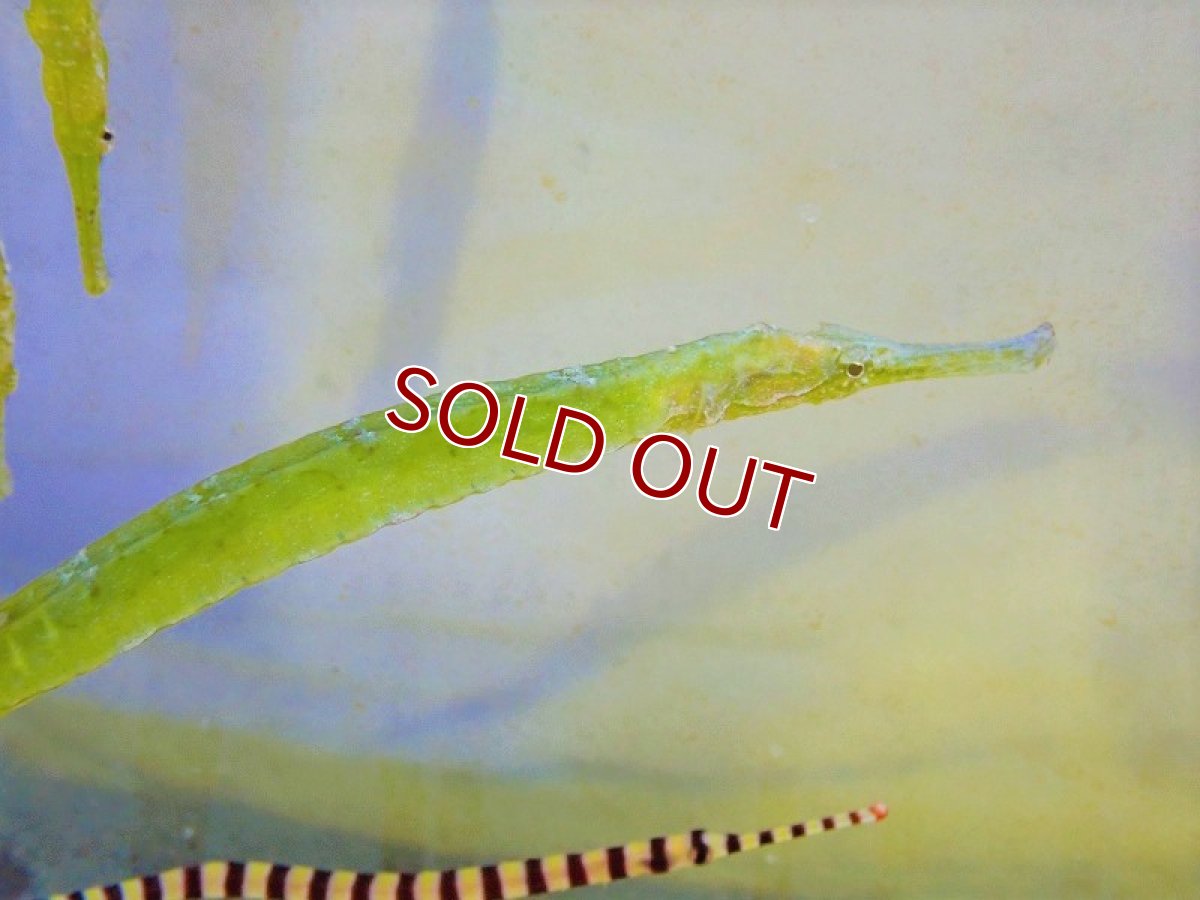 画像4: 【海水魚・ヨウジウオ】アリゲーターパイプフィッシュ（1匹）（±15-18cm）（サンプル画像）（生体）(海水魚) (4)