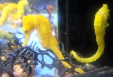 画像1: 【海水魚・タツノオトシゴ】【通販】ブリードカリビアンシーホース（Yellow) （1匹）（±5-6cm）（サンプル画像）（生体）(海水魚) (1)