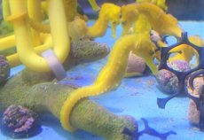 画像2: 【海水魚・タツノオトシゴ】【通販】ブリードカリビアンシーホース（Yellow) （1匹）（±5-6cm）（サンプル画像）（生体）(海水魚) (2)