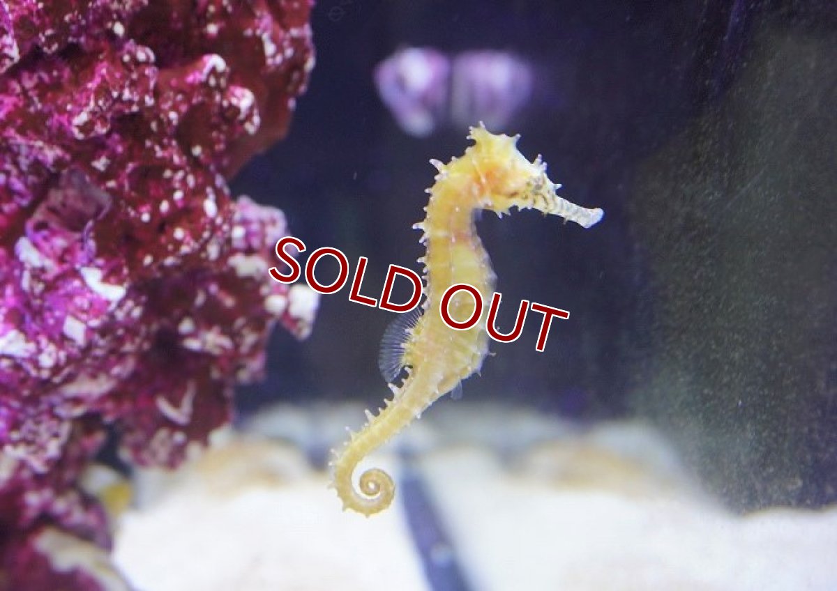 画像2: 【海水魚・タツノオトシゴ】ゼブラスナウト（1匹）（±4-6cm）（サンプル画像）（生体）(海水魚) (2)