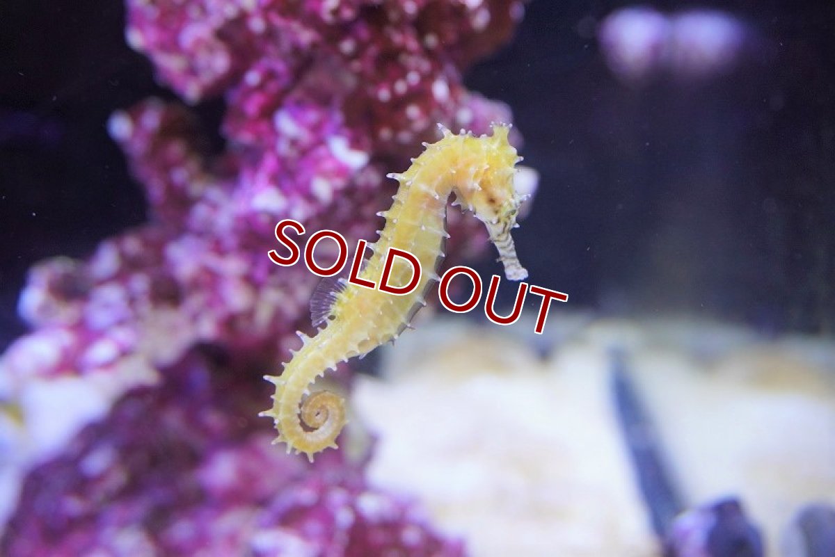 画像3: 【海水魚・タツノオトシゴ】ゼブラスナウト（1匹）（±4-6cm）（サンプル画像）（生体）(海水魚) (3)