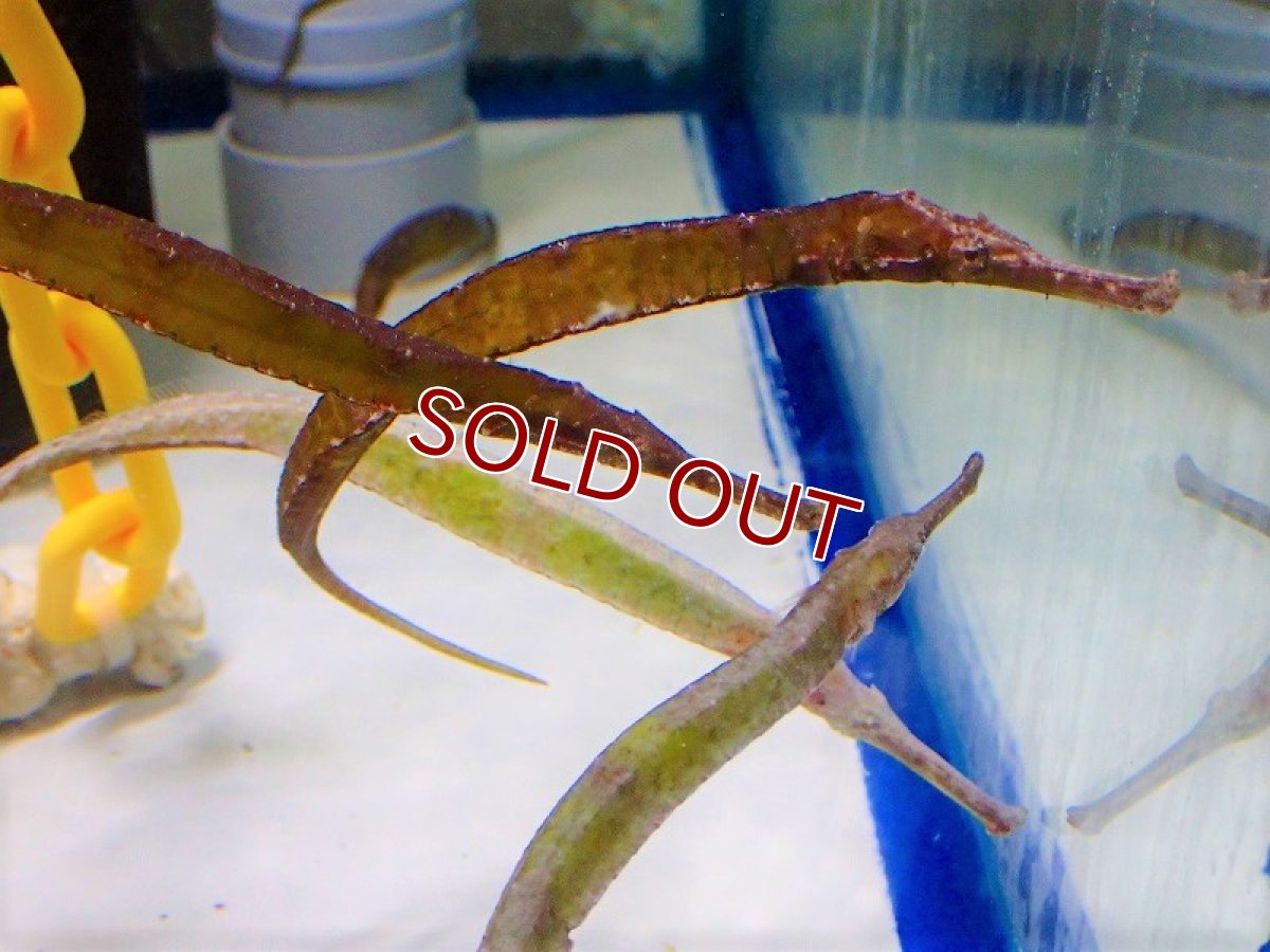 画像2: 【海水魚・ヨウジウオ】アリゲーターパイプフィッシュ（カラー）【1匹】（±15-18cm）（サンプル画像）（生体）(海水魚)（サンゴ） (2)