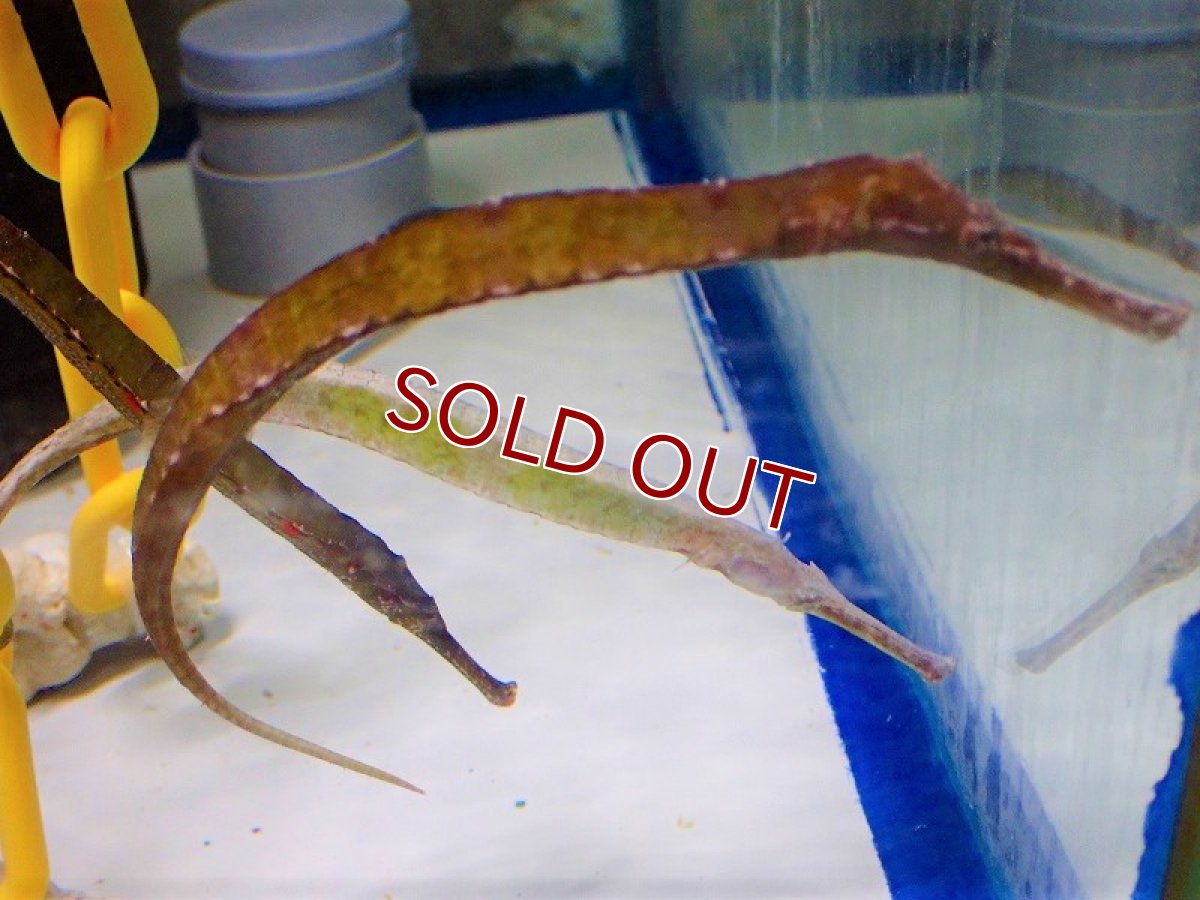 画像3: 【海水魚・ヨウジウオ】アリゲーターパイプフィッシュ（カラー）【1匹】（±15-18cm）（サンプル画像）（生体）(海水魚)（サンゴ） (3)