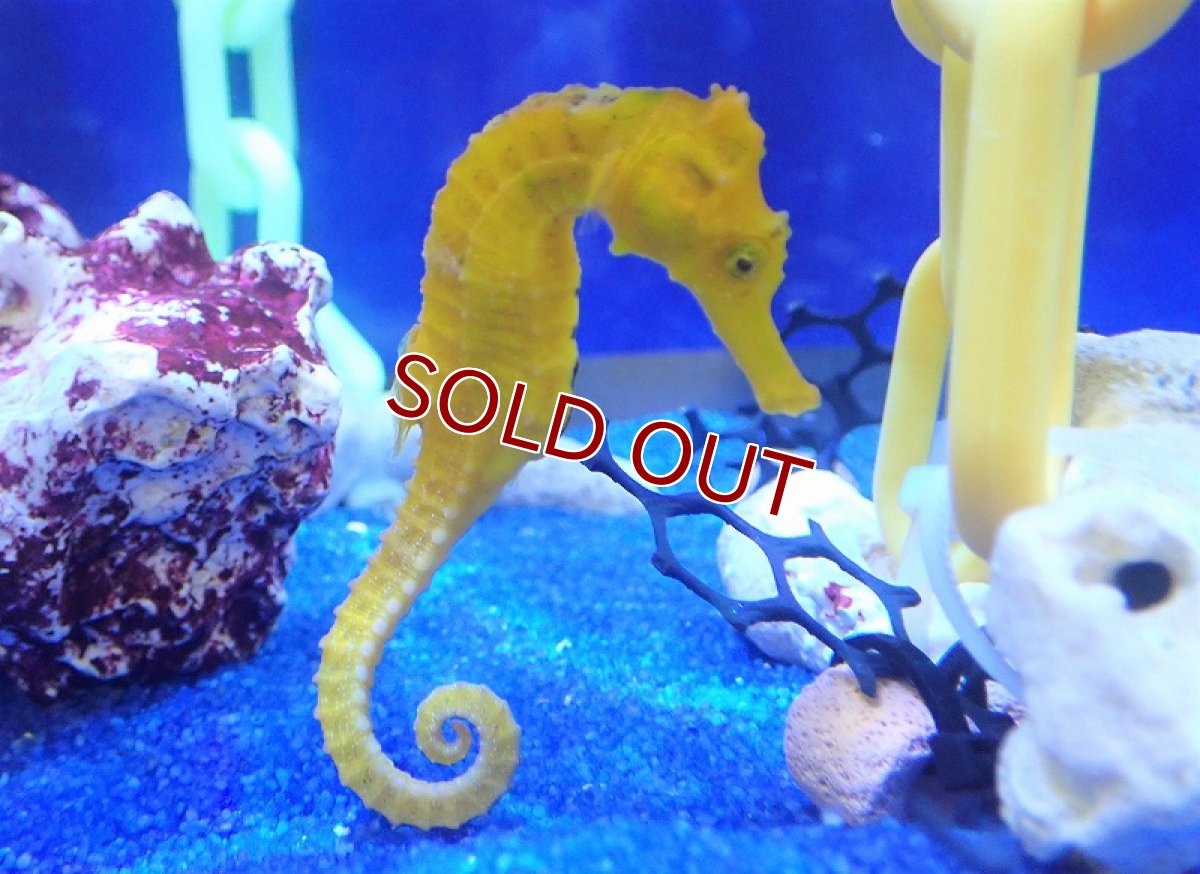 画像2: 【海水魚】ブリード カリビアンシーホース（Yellow/Lサイズ）【1匹】（±8-10cm）（サンプル画像）（生体）(海水魚)（サンゴ） (2)