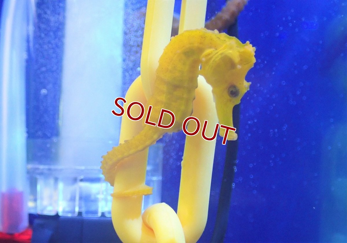 画像3: 【海水魚】ブリード カリビアンシーホース（Yellow/Lサイズ）【1匹】（±8-10cm）（サンプル画像）（生体）(海水魚)（サンゴ） (3)