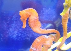 画像1: 【海水魚】【通販】ブリード カリビアンシーホース（Orange/Lサイズ）【1匹】（±8-10cm）（サンプル画像）（生体）(海水魚)（サンゴ） (1)
