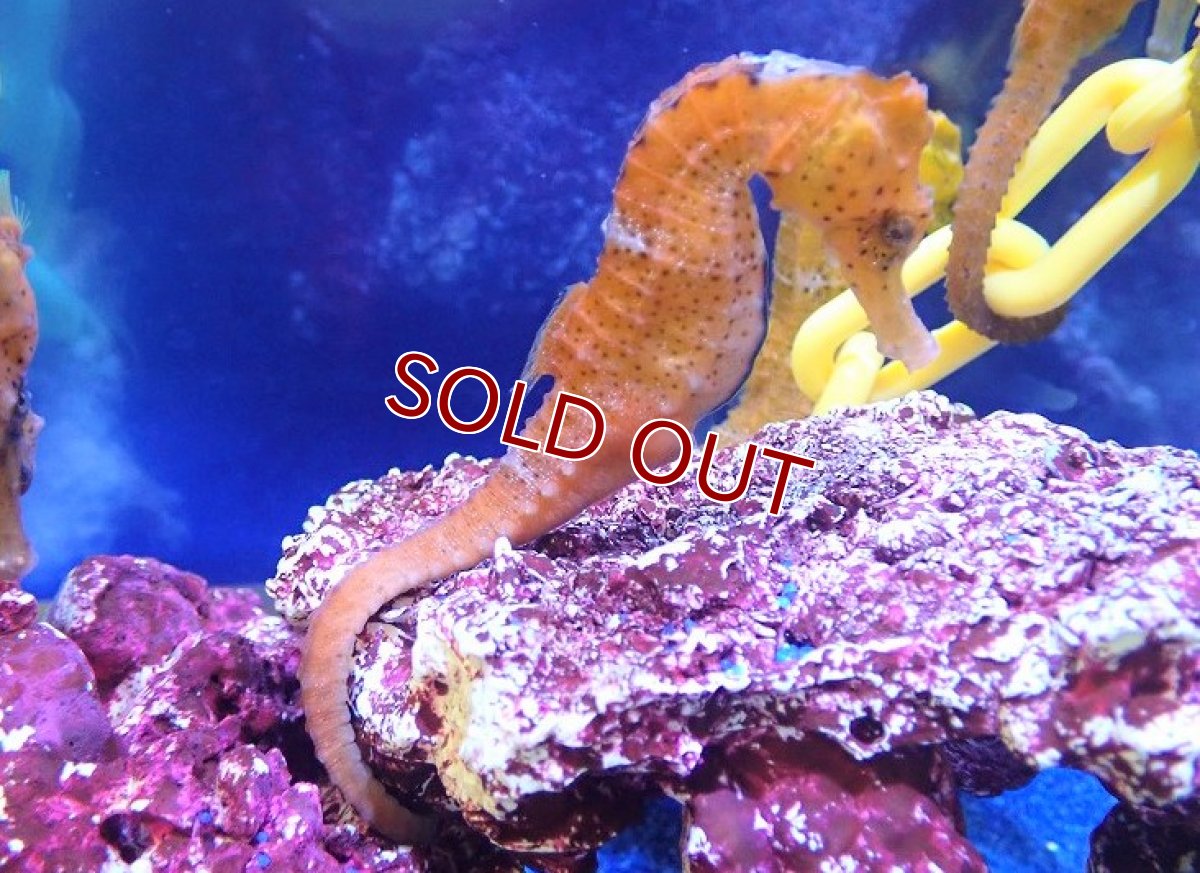 画像2: 【海水魚】ブリード カリビアンシーホース（Orange/Lサイズ）【1匹】（±8-10cm）（サンプル画像）（生体）(海水魚)（サンゴ） (2)