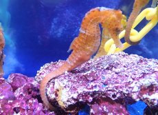 画像2: 【海水魚】【通販】ブリード カリビアンシーホース（Orange/Lサイズ）【1匹】（±8-10cm）（サンプル画像）（生体）(海水魚)（サンゴ） (2)