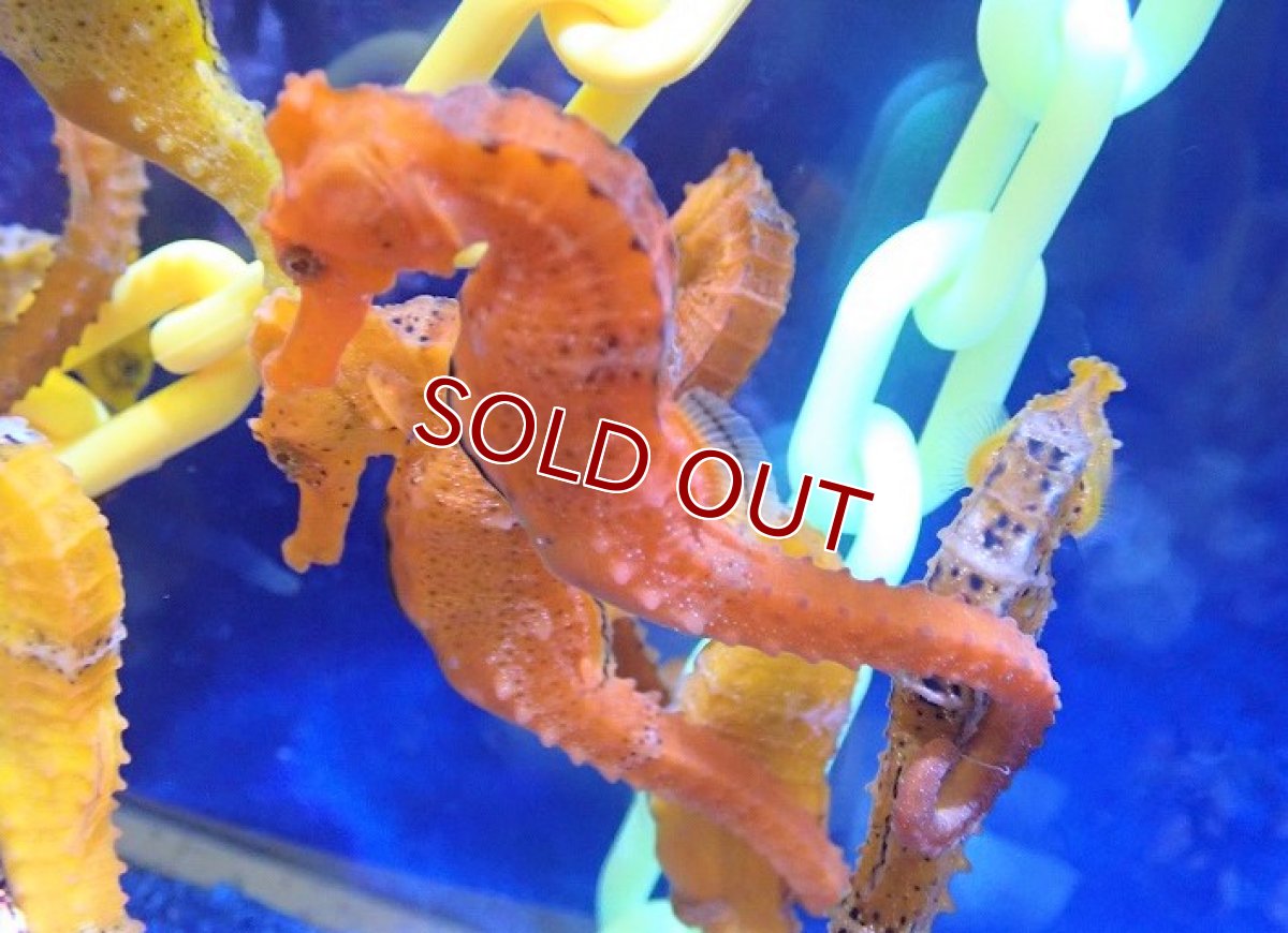 画像3: 【海水魚】ブリード カリビアンシーホース（Orange/Lサイズ）【1匹】（±8-10cm）（サンプル画像）（生体）(海水魚)（サンゴ） (3)