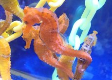 画像3: 【海水魚】【通販】ブリード カリビアンシーホース（Orange/Lサイズ）【1匹】（±8-10cm）（サンプル画像）（生体）(海水魚)（サンゴ） (3)