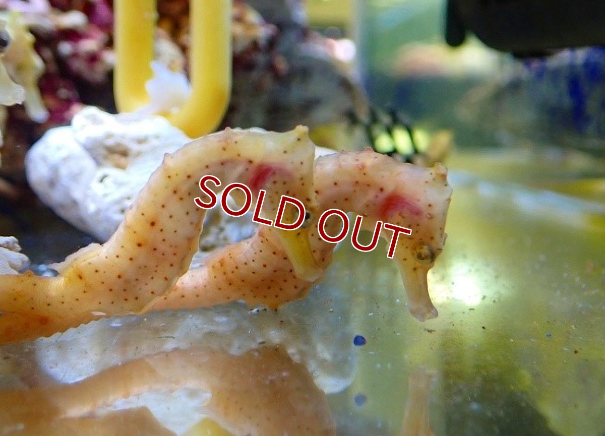 画像2: 【海水魚・タツノオトシゴ】ブリード カリビアンシーホース（カラー）【1匹】（±6-8cm）（サンプル画像）（生体）(海水魚) (2)