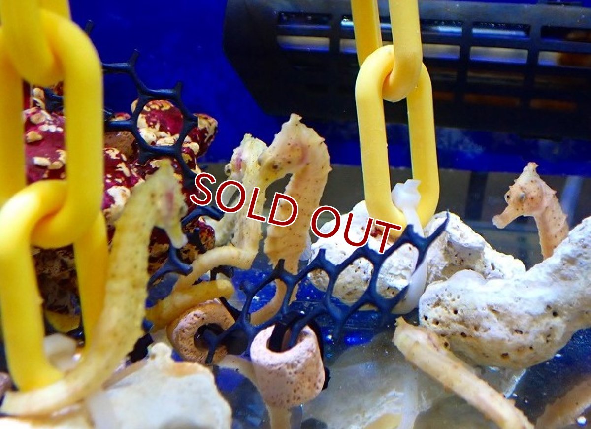 画像3: 【海水魚・タツノオトシゴ】ブリード カリビアンシーホース（カラー）【1匹】（±6-8cm）（サンプル画像）（生体）(海水魚) (3)