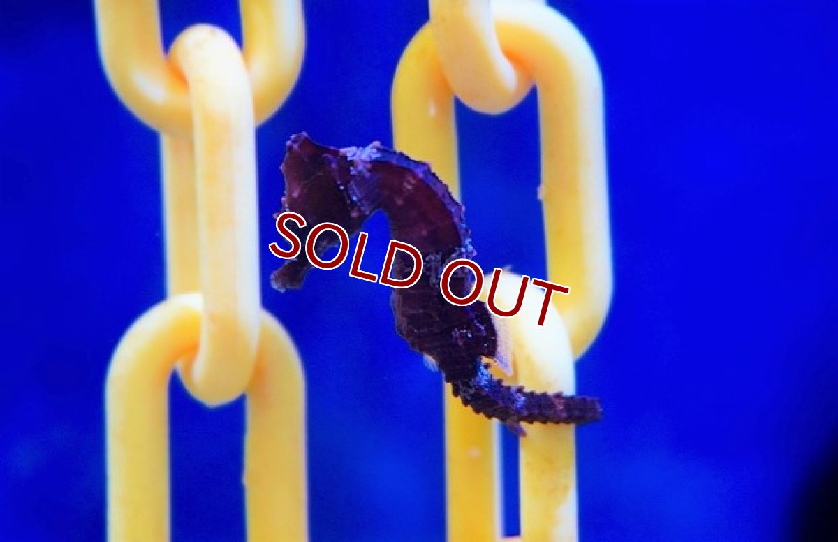 画像2: 【海水魚】ブリード ラインドシーホース（Black)【1匹】（±5-6cm）（サンプル画像）（生体）(海水魚) (2)