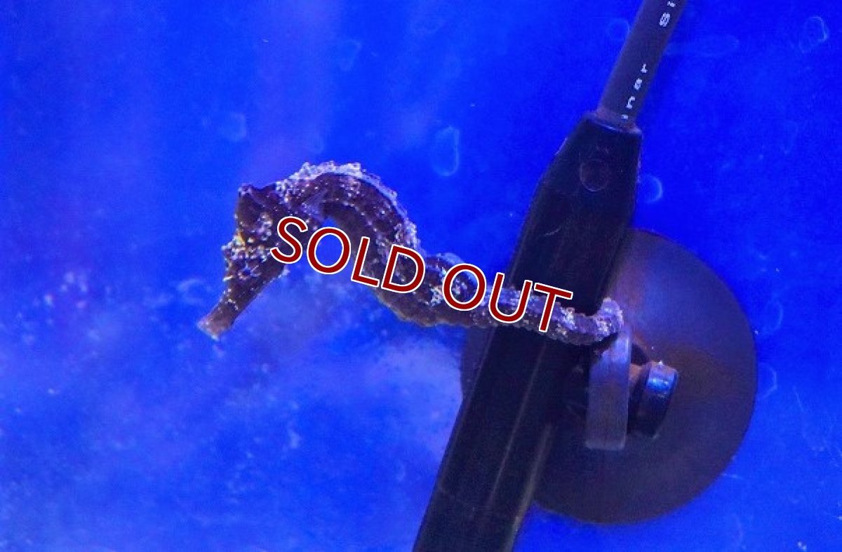 画像2: 【海水魚】ブリード ラインドシーホース（Black/Orange)【1匹】（±5-6cm）（サンプル画像）（生体）(海水魚) (2)