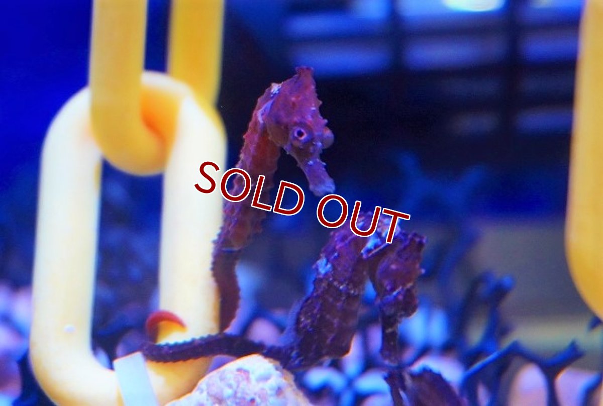 画像4: 【海水魚】ブリード ラインドシーホース（Black/Orange)【1匹】（±5-6cm）（サンプル画像）（生体）(海水魚) (4)