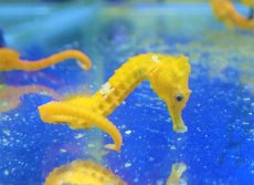 画像3: 【海水魚・タツノオトシゴ】ブリード ラインドシーホース（イエロー)【1匹】（±5-6cm）（サンプル画像）（生体）(海水魚) (3)